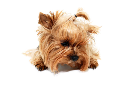 Portrait of funny sad little yorkshire terrier on white backgroundの写真素材
