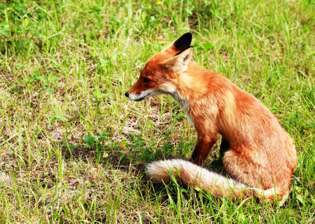 Communication with animals. A beautiful red fox is relaxing in natureの写真素材