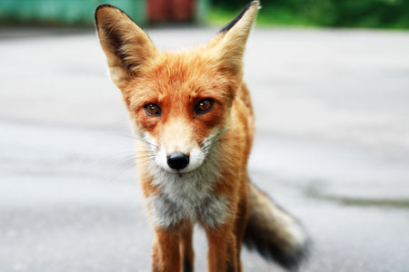 A beautiful red fox is relaxing in natureの写真素材