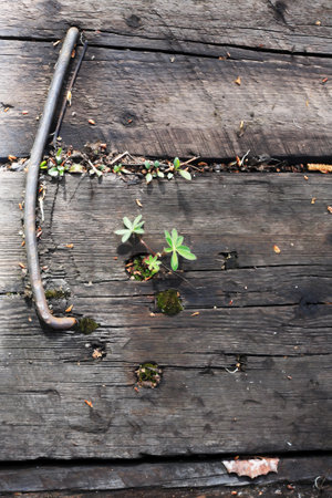 A green sprout grows through old wooden logsの写真素材