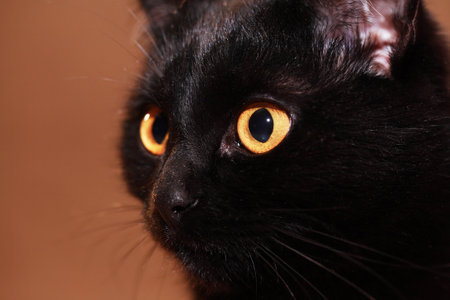 A beautiful black cat portrait against nice brown backgroundの写真素材