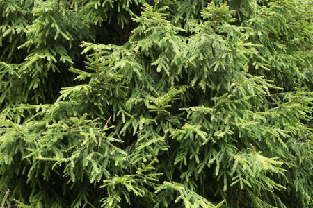 Nature background. Closeup of nice green pine treeの写真素材