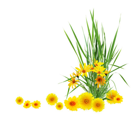 Nice border made from various wild flowers on white backgroundの写真素材
