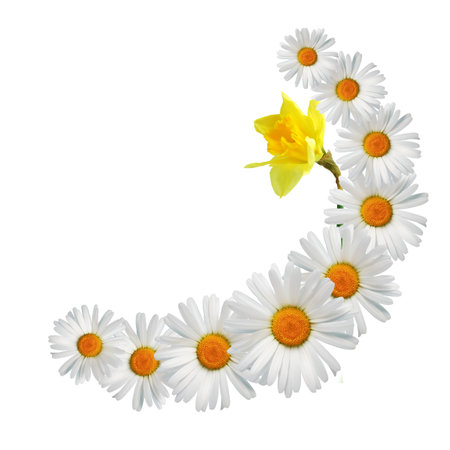 Nice border made from various wild flowers on white backgroundの写真素材