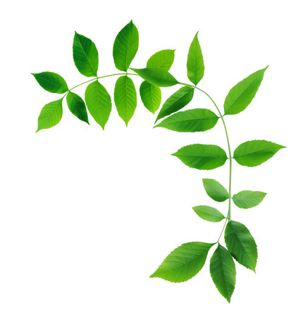 Beautiful twig with green leaves on white backgroundの写真素材