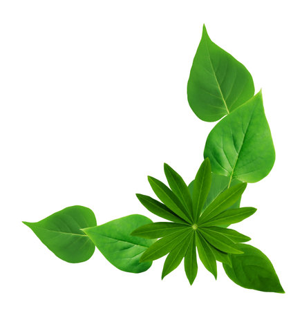 Summer concept. Nice picture made from lot of various green leavesの写真素材