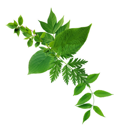 Summer concept. Nice picture made from lot of various green leavesの写真素材