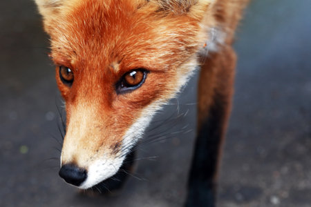 Communication with animals. A beautiful red fox is relaxing in nature