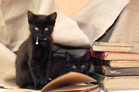 A pair of small black kittens near old books on canvas backgroundの写真素材