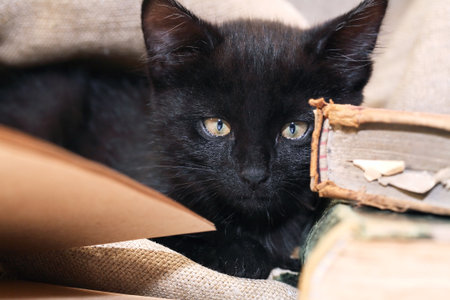 A small black kitten near old books on canvas backgroundの写真素材