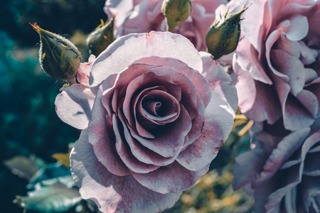 Bright flower in the gardenの写真素材