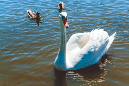 White swans in a pond in the summer garden of Ukraine.の写真素材