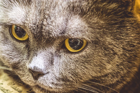 Thoroughbred and adult gray short-haired British cat with yellow eyes.の写真素材
