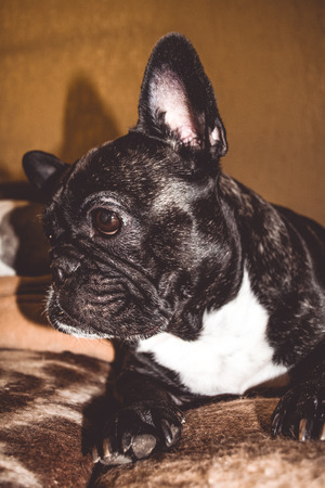 Little dog of black color with lovely eyes and large ears. Breed of Kan Corso, French bulldog. Pet.の写真素材