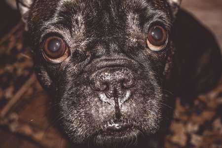 Little dog of black color with lovely eyes and large ears. Breed of Kan Corso, French bulldog. Pet.の写真素材