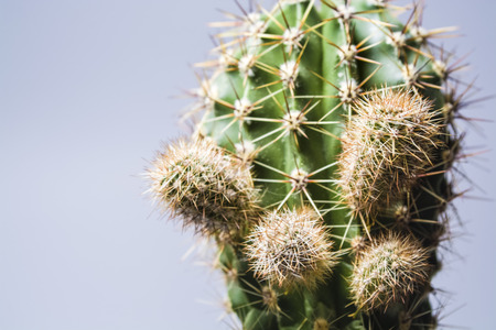 Green cactus with big needles. Small sizes. Succulent. House flower. White background.の写真素材