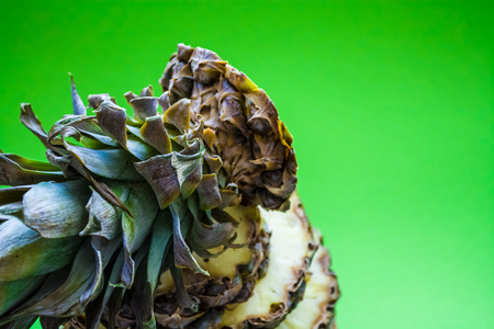 The fresh pineapple cut on round pieces. Tropical, exotic fruit on a green background. Summer.の写真素材