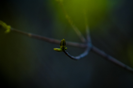 Spring blossoming of trees on monophonic background. A branch with the dismissed green buds. Plants and nature.の写真素材