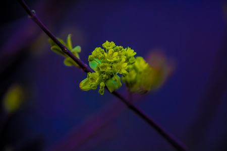 Spring blossoming of trees on monophonic background. A branch with the dismissed green buds. Plants and nature.の写真素材