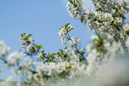 White blossomings on apple-tree branches in sunny and spring day in a garden. Fruit-tree. Small flowers. Backgroundの写真素材