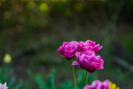 Green glade from crimson and violet unusual, decorative colors of tulips on a spring decline. Beautiful natureの写真素材