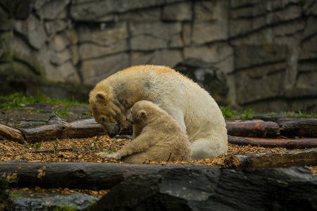 Big polar bear during a rain with the small child. Playful and curious mood at wild animals. Natureの写真素材
