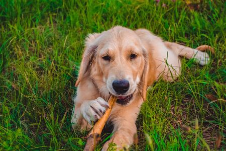 Small dog walks in the park among breed greens  golden retrieverの写真素材