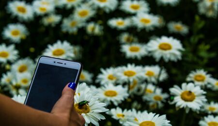 In hand phone and background with big white daisies and green nacreous bugs. Insects and flowers. Photographyの写真素材