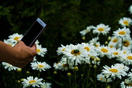 In hand phone and background with big white daisies and green nacreous bugs. Insects and flowers. Photographyの写真素材