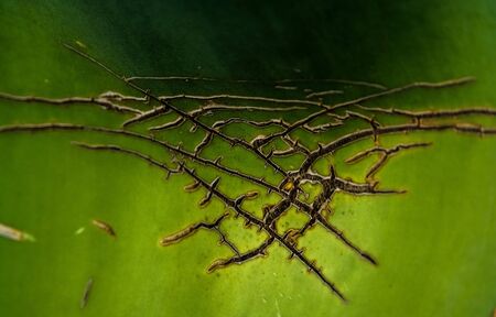 Background or texture from a leaf, green and big with cracks aloe. Wrinkles and streaksの写真素材