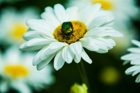 Background with big white daisies and green and nacreous bugs. Insects and flowersの写真素材