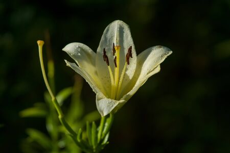 The big lily, white with yellow color, blossoms in a summer garden. Beautiful flowers. Monophonic backgroundの写真素材