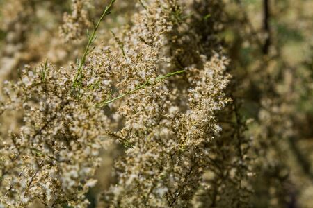 Monophonic background or texture from light wild flowers in summerの写真素材