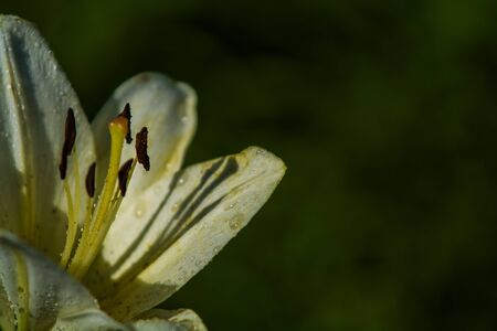 The big lily, white with yellow color, blossoms in a summer garden. Beautiful flowers. Monophonic backgroundの写真素材