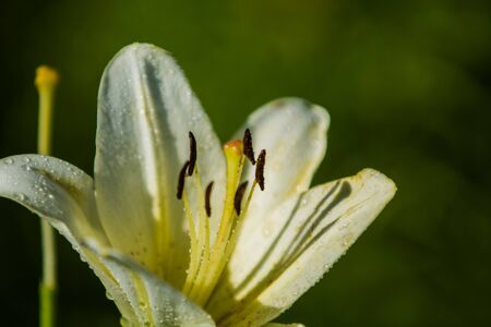 The big lily, white with yellow color, blossoms in a summer garden. Beautiful flowers. Monophonic backgroundの写真素材