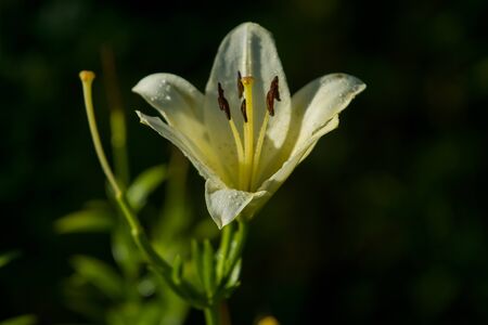 The big lily, white with yellow color, blossoms in a summer garden. Beautiful flowers. Monophonic backgroundの写真素材
