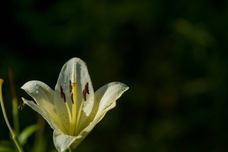 The big lily, white with yellow color, blossoms in a summer garden. Beautiful flowers. Monophonic backgroundの写真素材