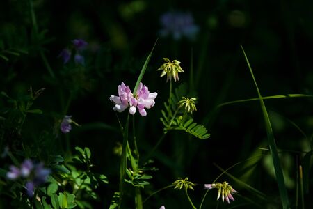 Wild flowers on green lawn in forest. Summer. Backgroundの写真素材