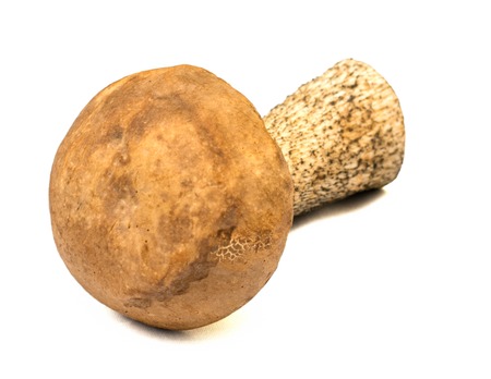 beautiful boletus isolated on white backgroundの写真素材