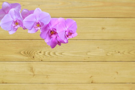 Orchid flowers on a background of a wooden wall. Blooming violet orchids.の写真素材