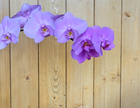 Orchid flowers on a background of a wooden wall. Blooming violet orchids.の写真素材