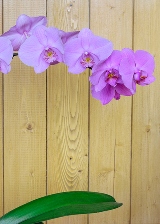 Orchid flowers on a background of a wooden wall. Blooming violet orchids.の写真素材