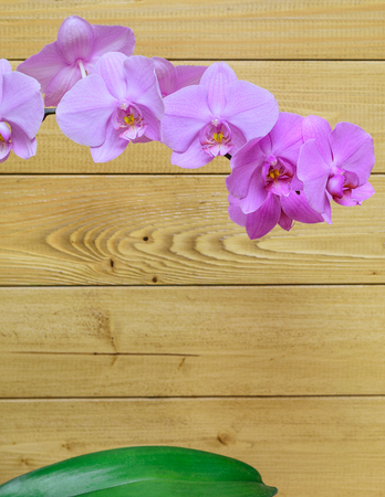Orchid flowers on a background of a wooden wall. Blooming violet orchids.の写真素材