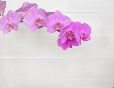 Orchid flowers on a background of a wooden wall. Blooming violet orchids.の写真素材