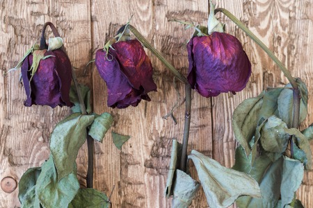 Beautiful vintage wilted roses on a rustic background. Faded wedding flowers.の写真素材