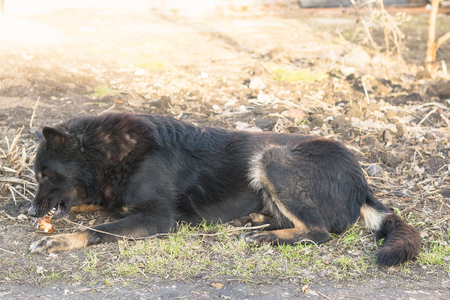 German dog black in color is eating the old Apple on the ground in the spring garden. Walk the domestic dog in the garden.の写真素材