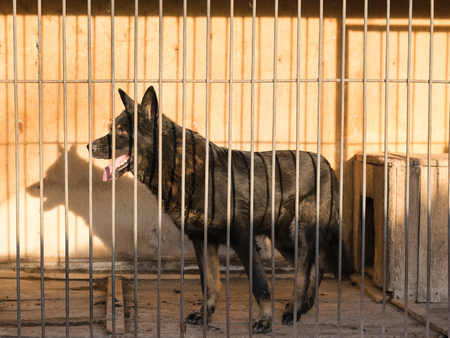 Beautiful black shepherd locked in a cage in the evening rays of the sun. The concept of abuse with Pets.の写真素材