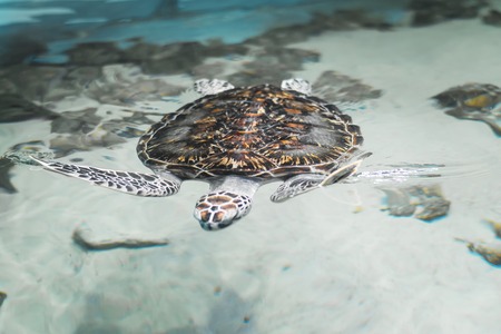Big beautiful turtle floating in the sea near the shore. Beautiful reptile in the natural environment.の写真素材