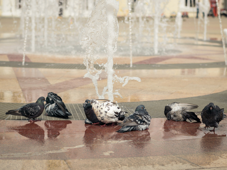 A flock of pigeons bathing in a city fountain. The concept of co-existence of humans and animals.の写真素材