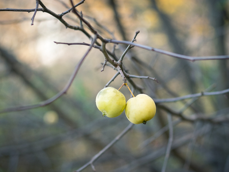 Two green apples on the branches without leaves in autumn Park. Autumn still life of apples in a Park.の写真素材